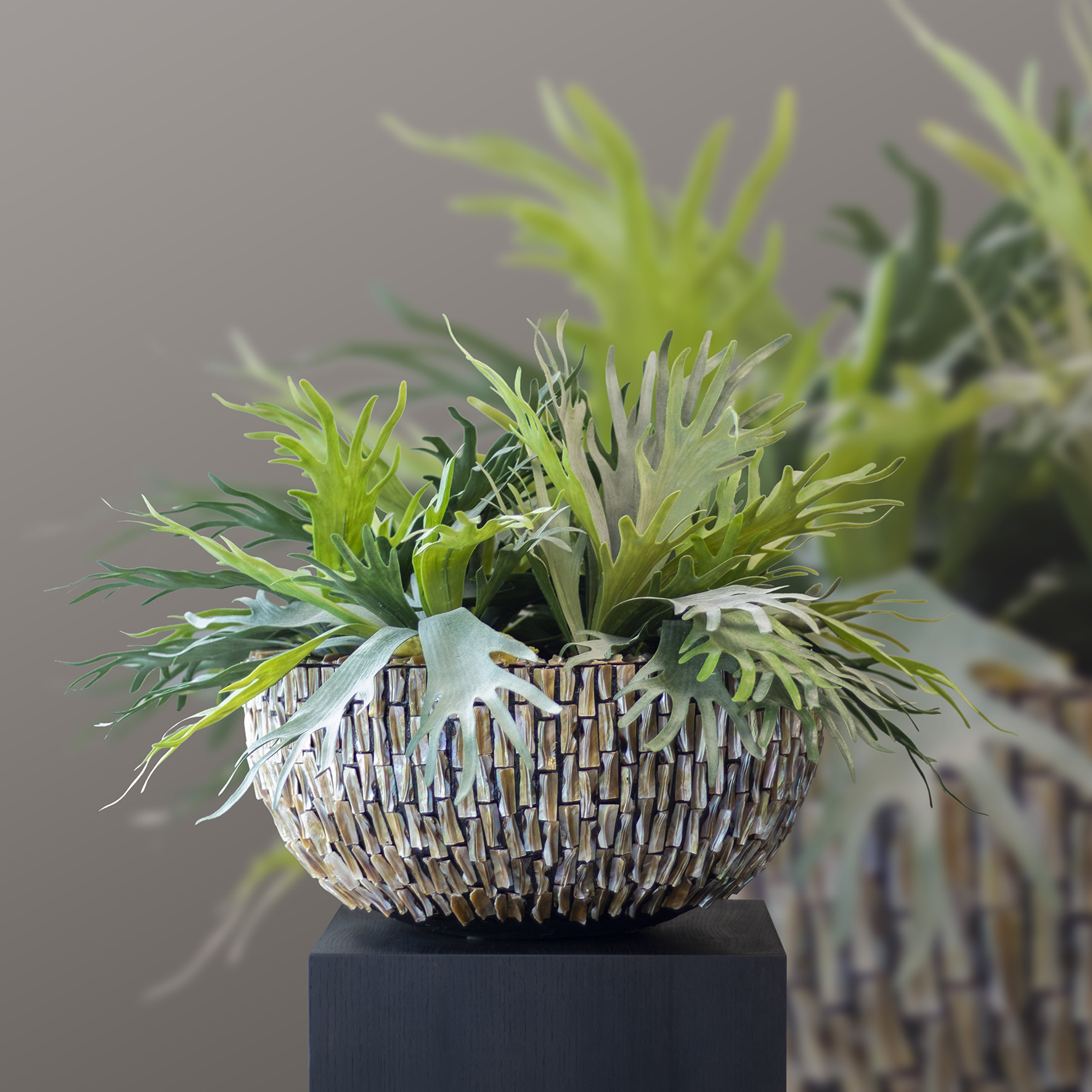 240621_ArtiBotanica_plant in pot_01