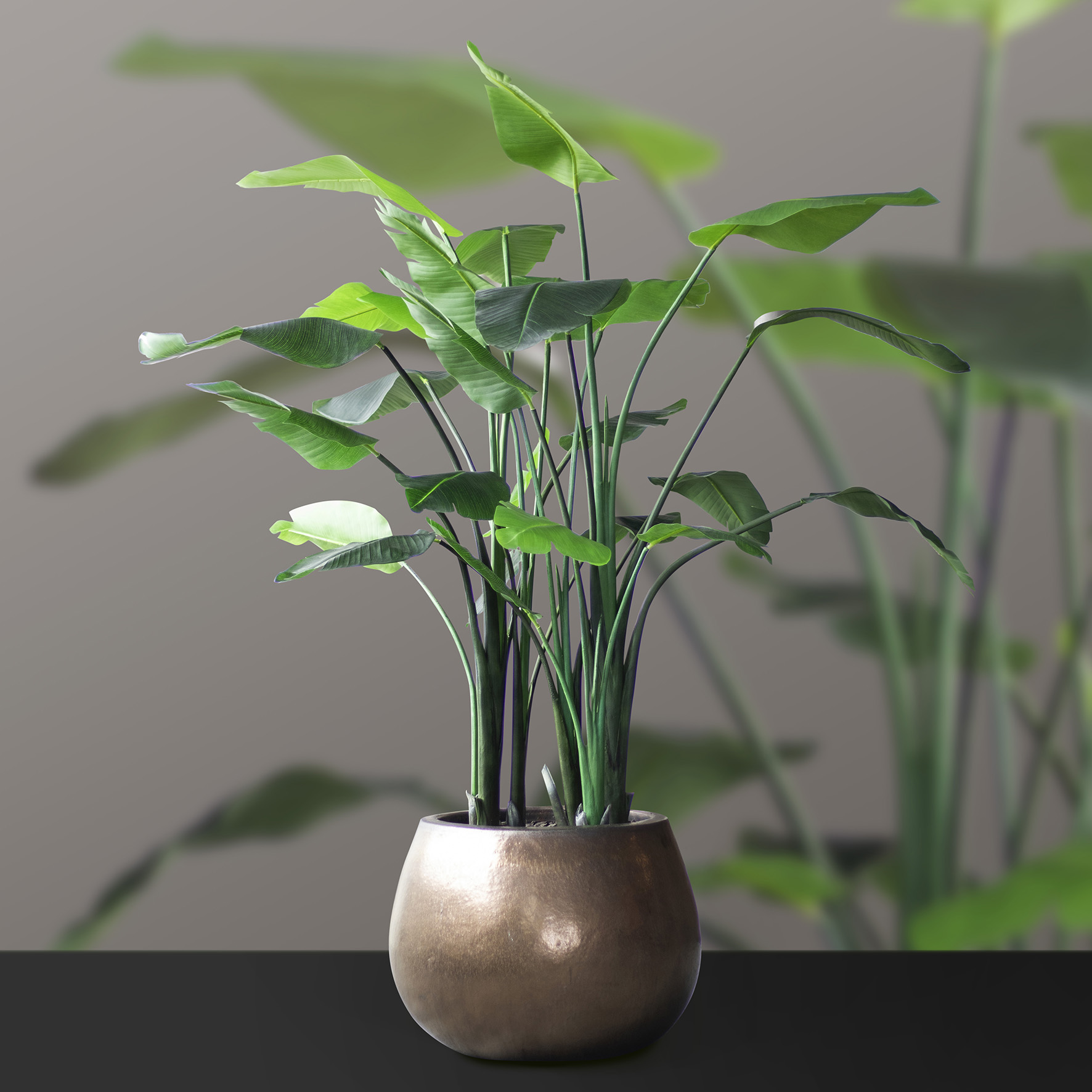 240621_ArtiBotanica_plant in pot_02