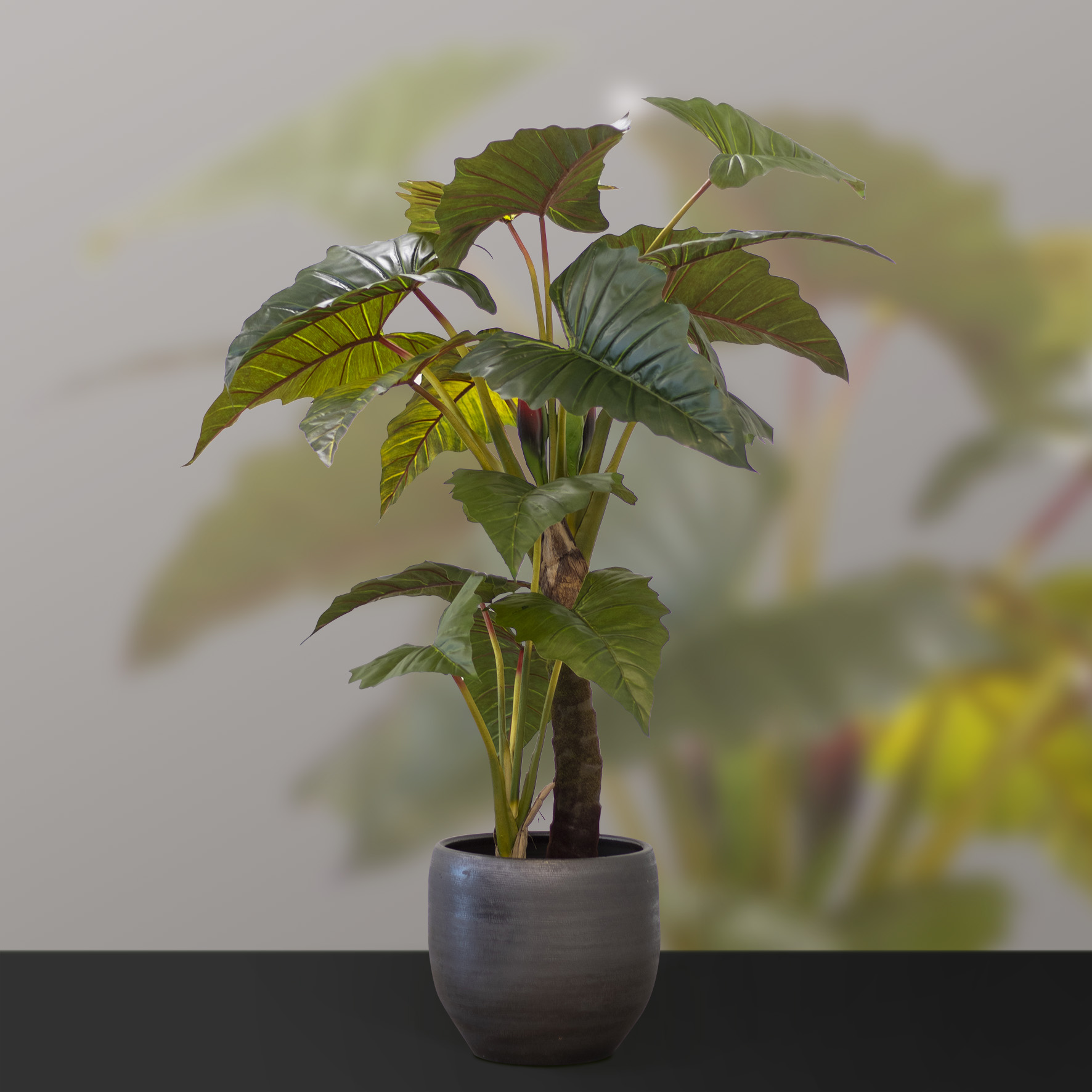240621_ArtiBotanica_plant in pot_03
